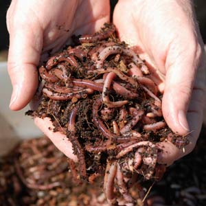 Only a few things are needed to make good worm compost: a bin, bedding, worms and worm food. Photo: Howstuffworks.com