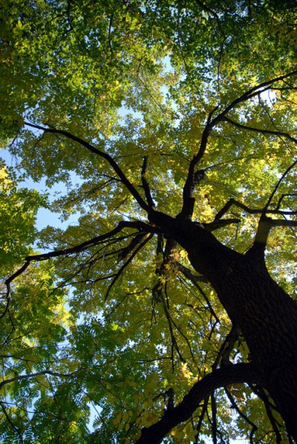 Planting a tree in a loved one's memory is the perfect way to celebrate life. Photo: Nedlands.wa.gov.au