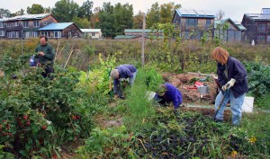 Residents work in the Song neighborhood community garden at EcoVillage at Ithaca. Photo: EcoVillage at Ithaca