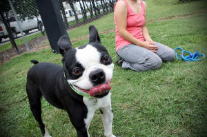 Dogs like Jasper will love their new condos and play areas in the Potter League's revamped building. Photo: Flickr/Amber in Norfolk