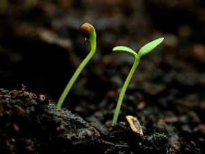 Photo: Flickr/--Tico--
