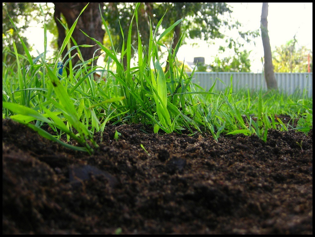 The Benefits Of Using Compost In Your Garden Earth911