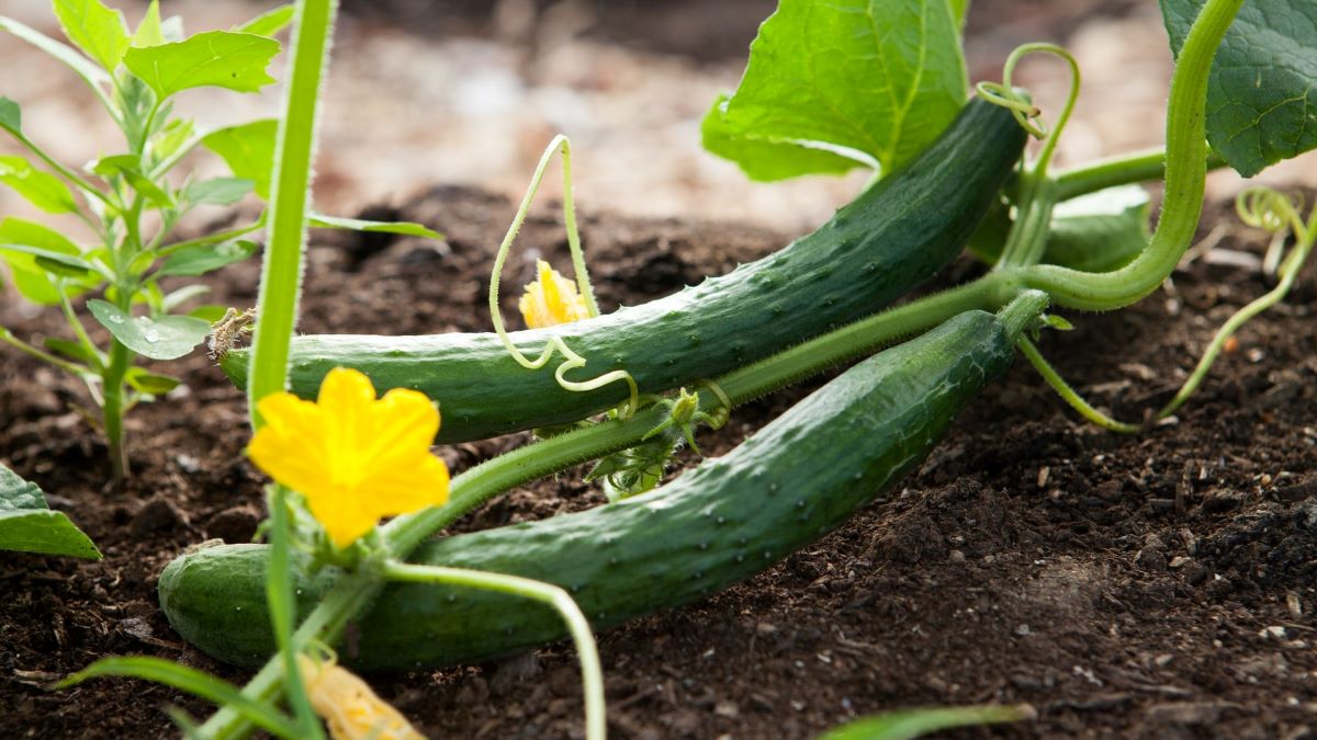 Organic Gardening: Ditch Pesticides for Good