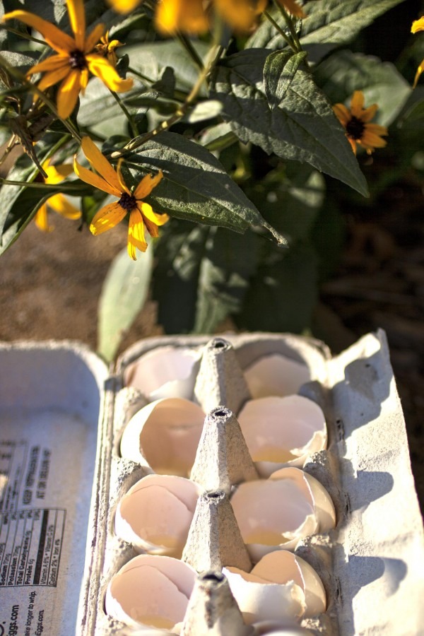 Think Twice Before Tossing Eggshells Earth911