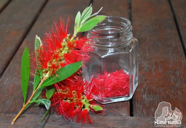 The Red Bottlebrush flower is one plant that can be used to create glitter alternatives.