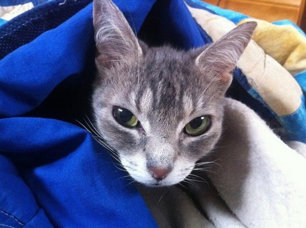 Electric blankets help keeps pets warm.