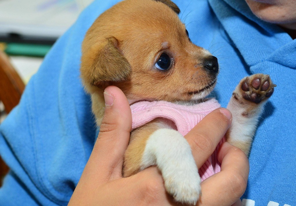 Puppy born in an animal shelter