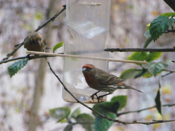 birds at bird feeder