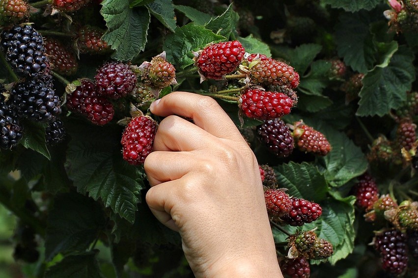 Close-up of hand picking blackberries