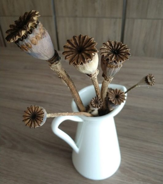 dried poppy flowers in white pitcher