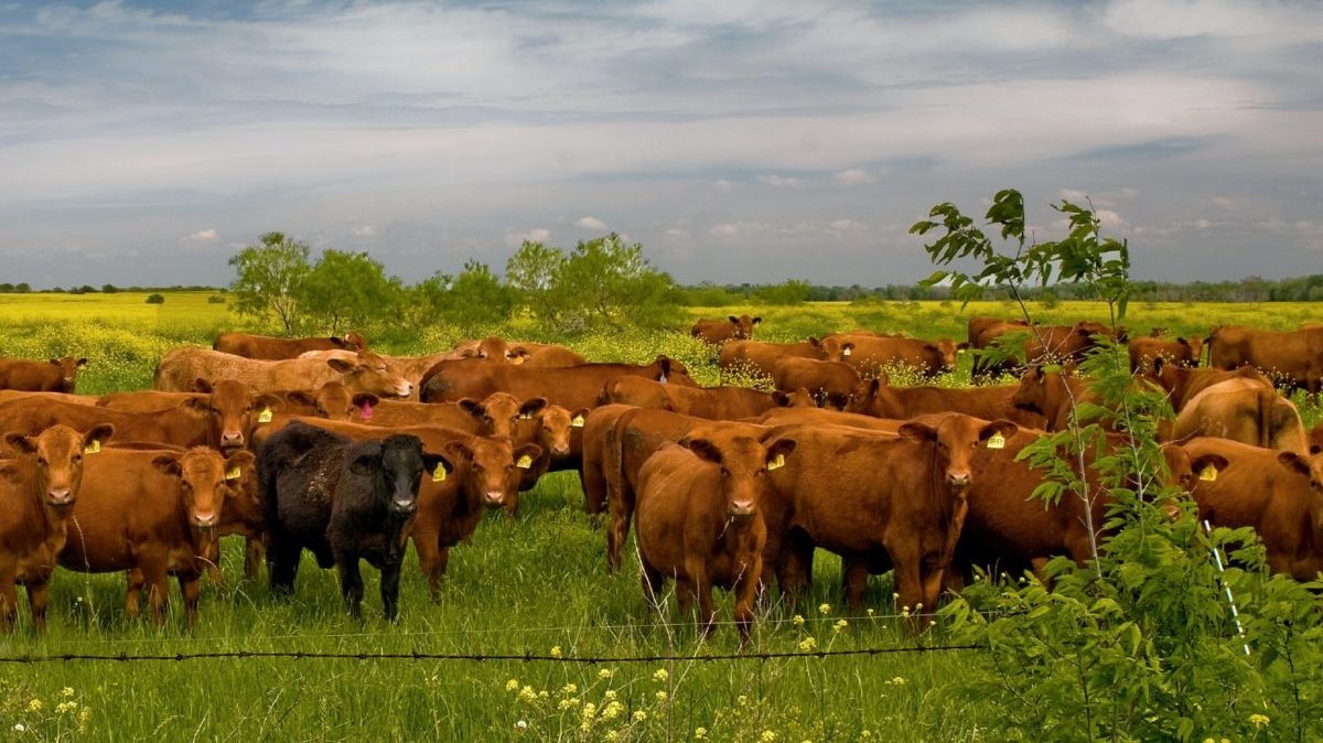 cattle in a grassy field