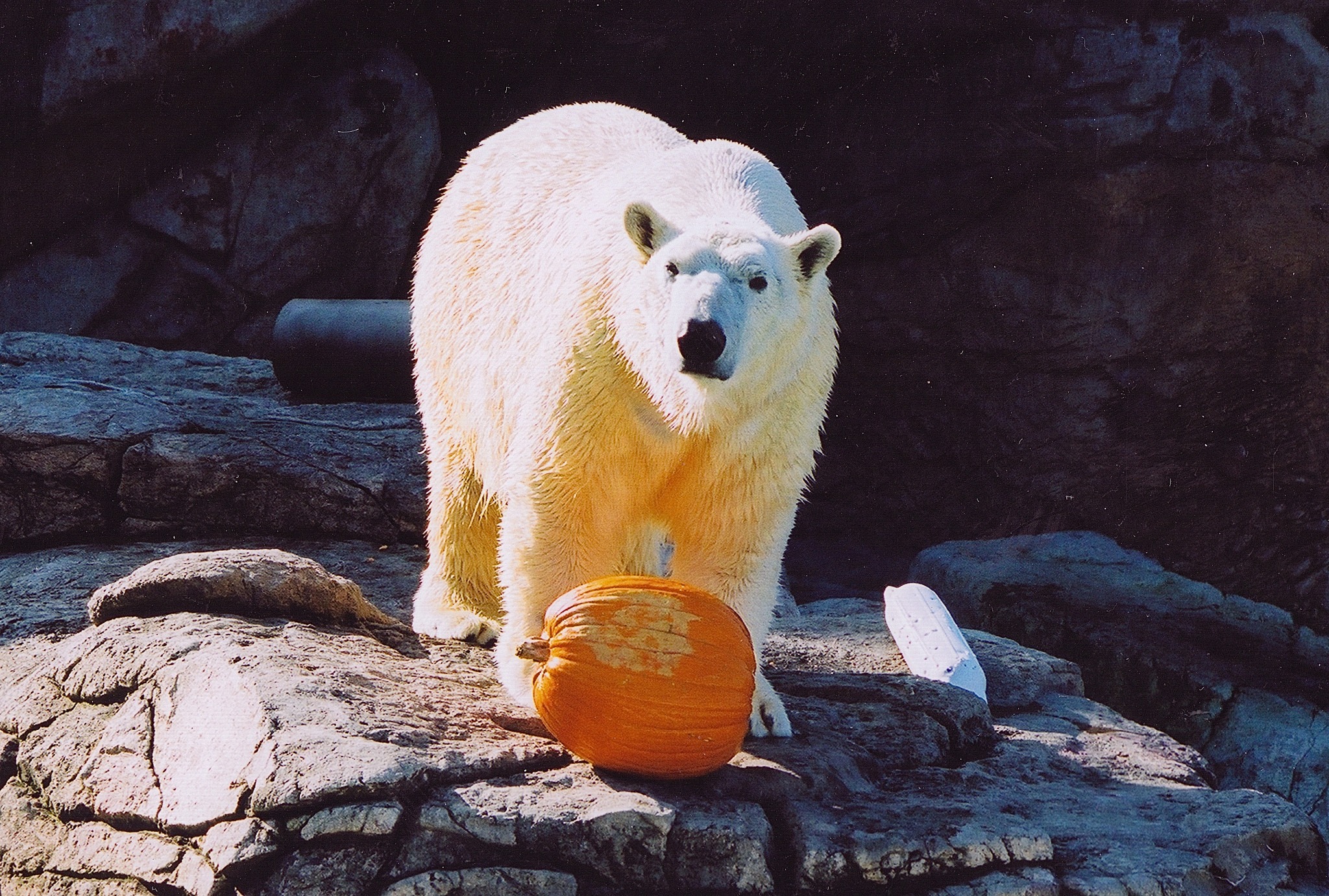 Polar bear standing over pumpkin.