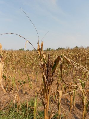 Corn in drought 