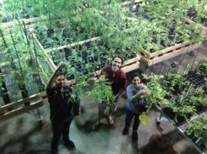 Milarch's Michigan greenhouse filled with old growth redwood clones