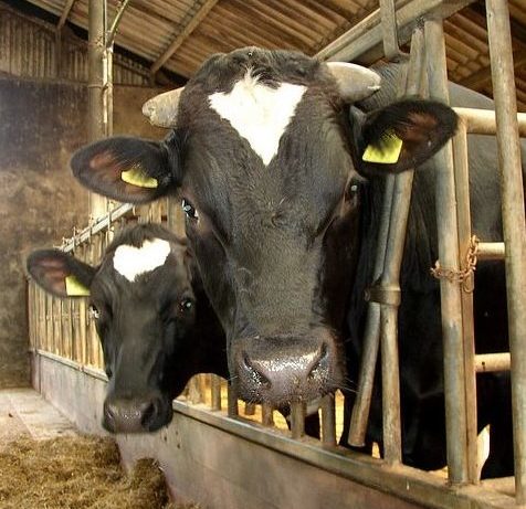 Beef cattle in barn