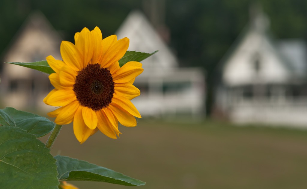 Sunflower in bloom in Maine