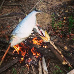 Kayapo grilling fish 