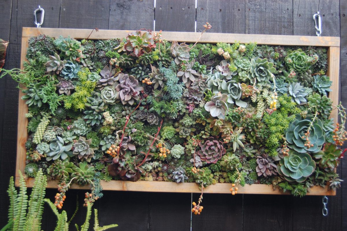 If Walls Could Talk...': Creating A Living Wall Using Vertical Gardens