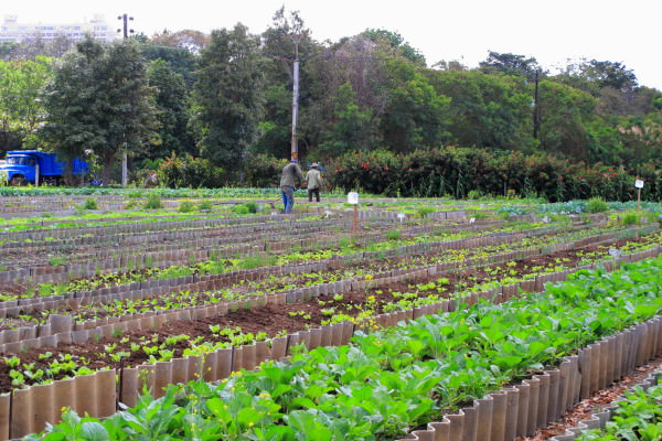 Cuban Urban Organic Agriculture.