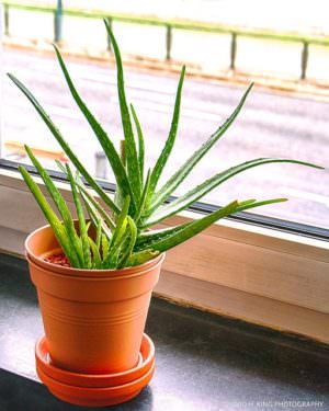 One of the best plants for indoor air quality: Potted aloe vera plant