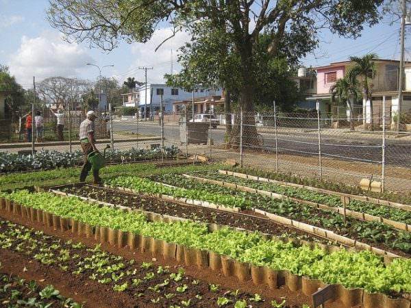 Urban garden in Cuba