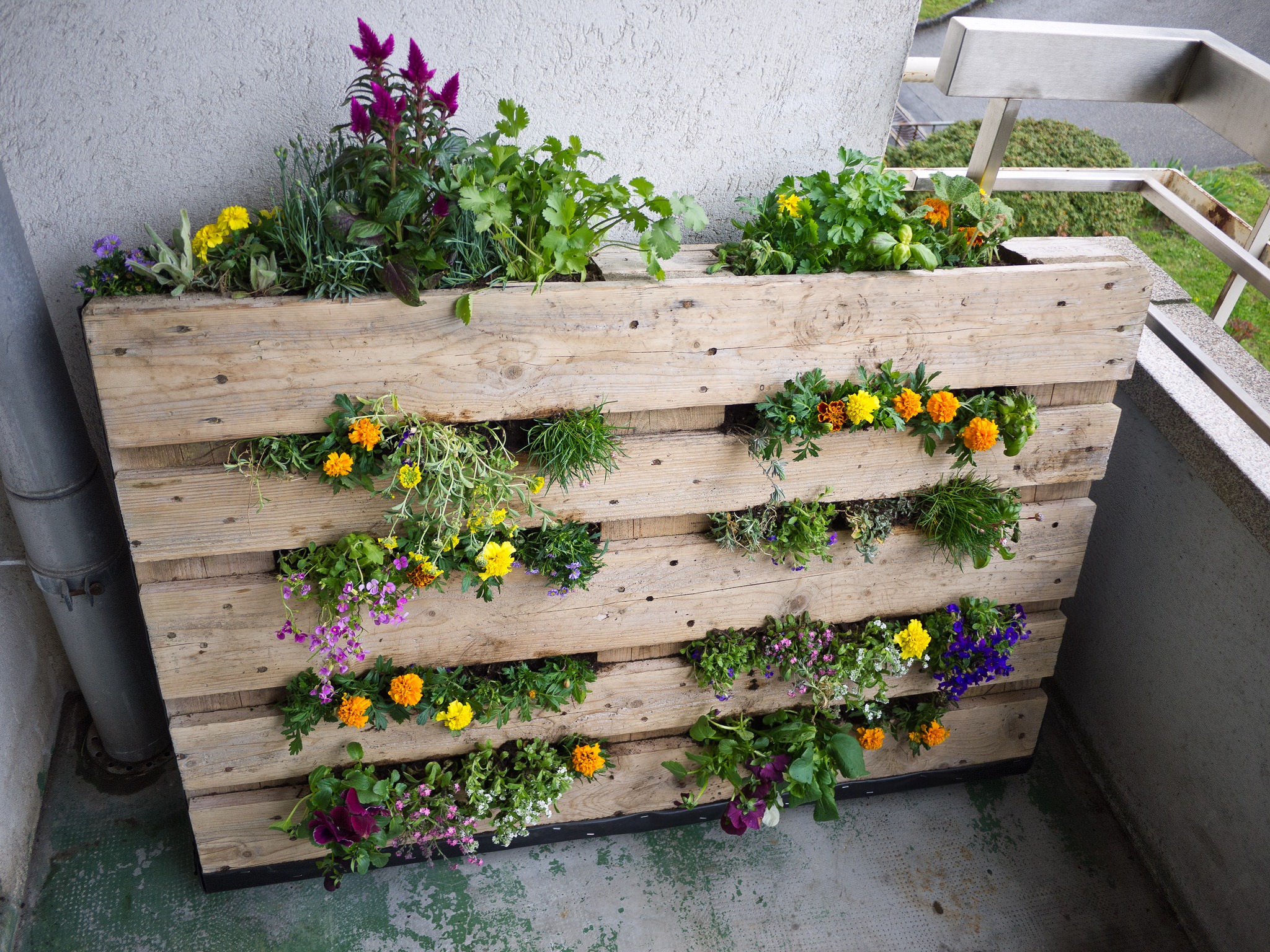 photo of Tight on Space? How To Use Vertical Gardening in Small Spaces image