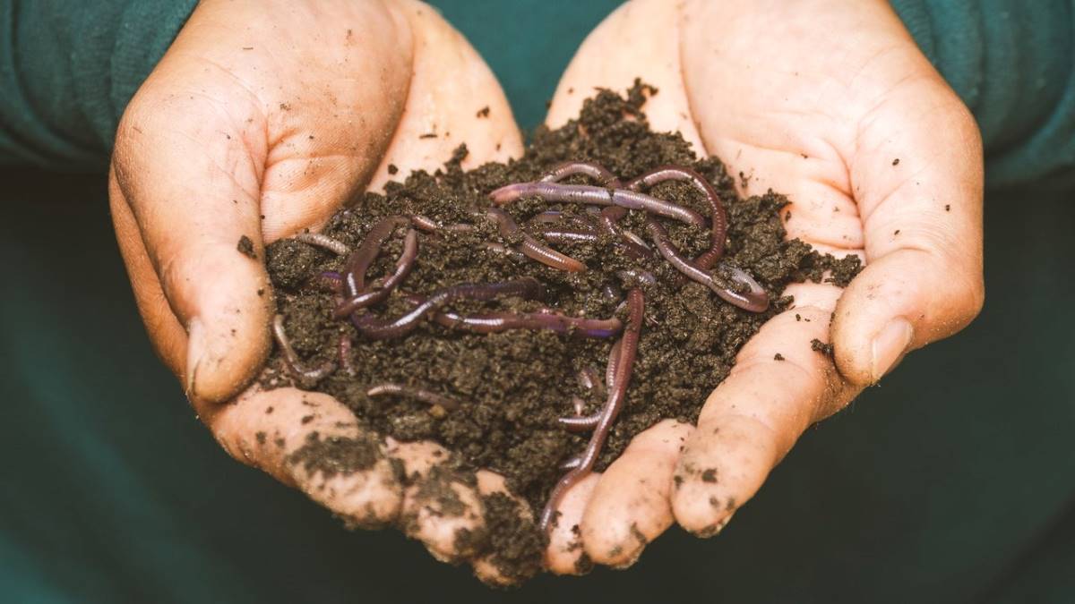 vermiculture: hands holding compost and worms