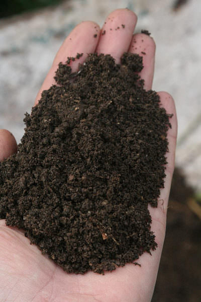 Compost in hand