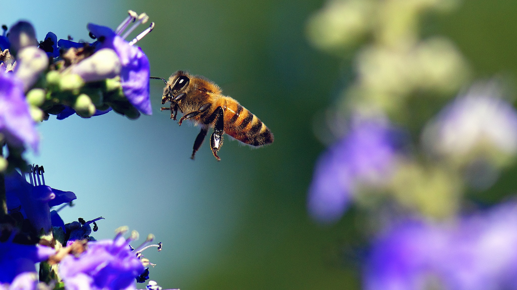 photo of Pollinate Success: 5 Tips for Planting a Bee Friendly Garden image