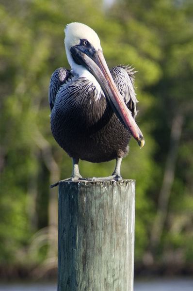 Everglades Park bird