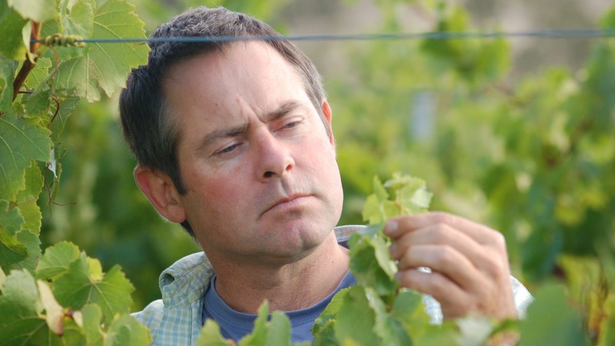 Man inspecting wine vines in vinyard