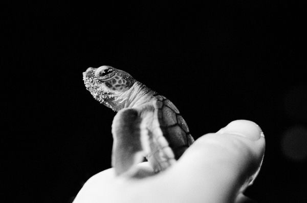 Baby Sea Turtle - Costa Rica
