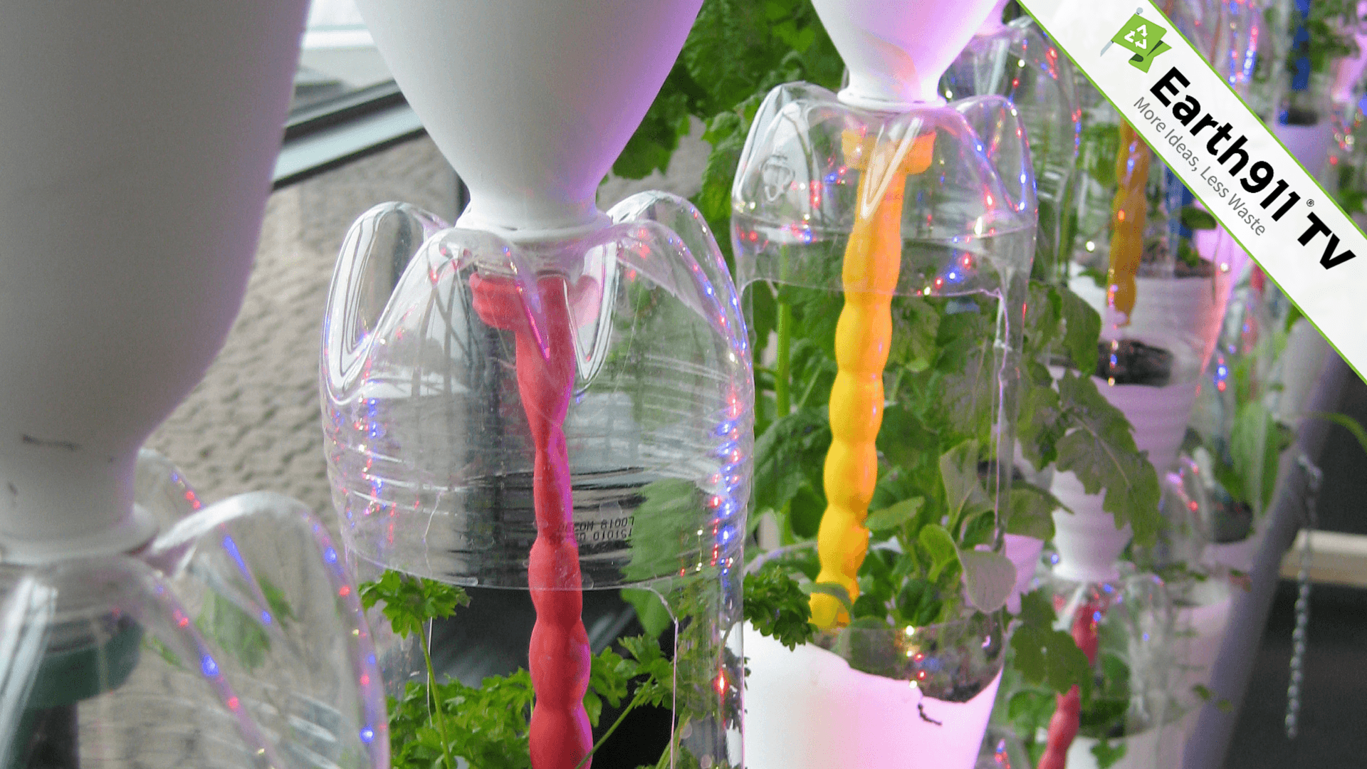 Image showcasing #SmallSteps: Easy Countertop Gardens!