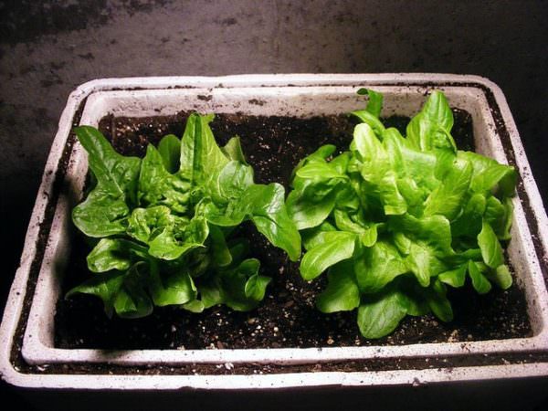 Two lettuce plants