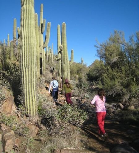 kids hiking, Saguaro cacti