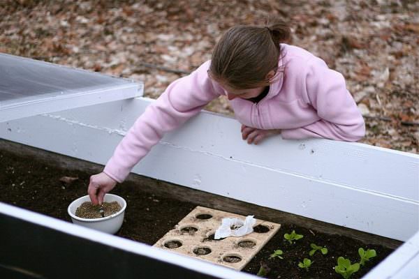 Working in the Cold Frame