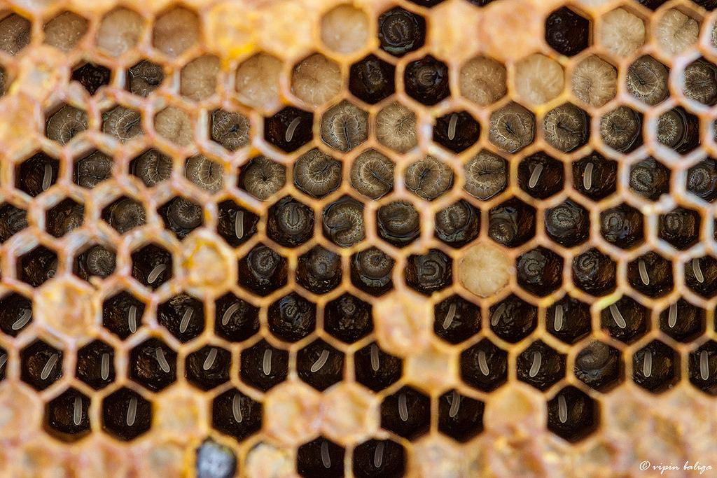 Honey bee honeycomb