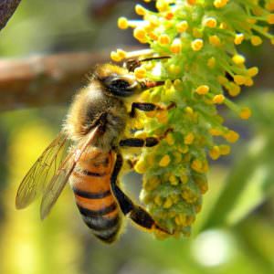 Honey Bee on Willow Catkin