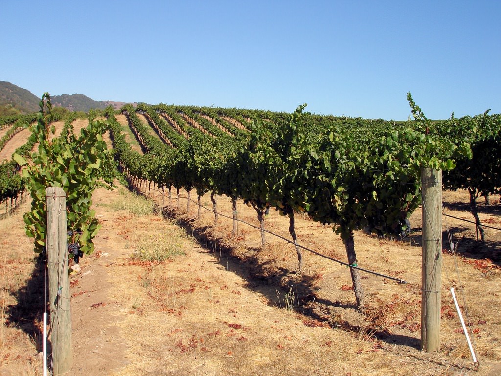 Artesa Winery - Napa Valley