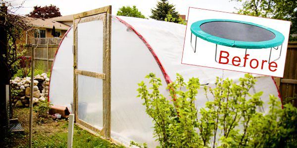 Trampoline repurposed as gardening hot house
