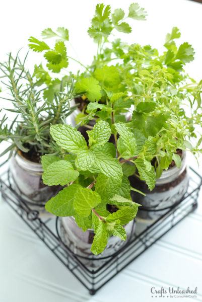 Mason Jar DIY Herb Container Garden