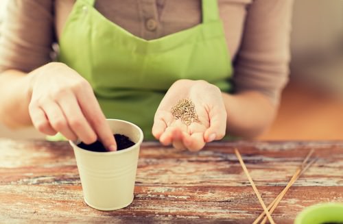Woman planting seeds for indoor gardening 