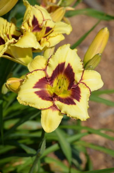 Yellow and red Daylily flower in a garden