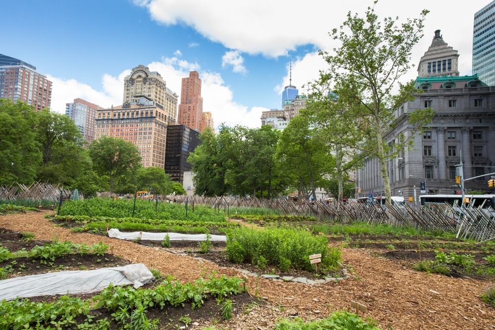 Urban farming in NYC