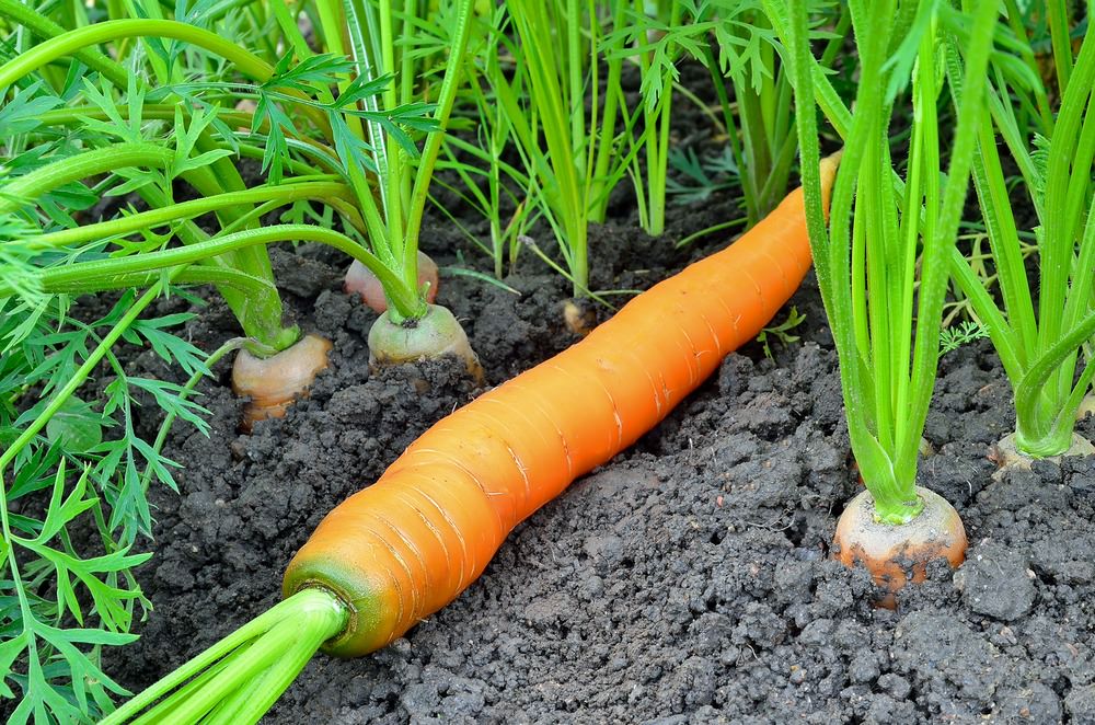 Carrot laying in garden