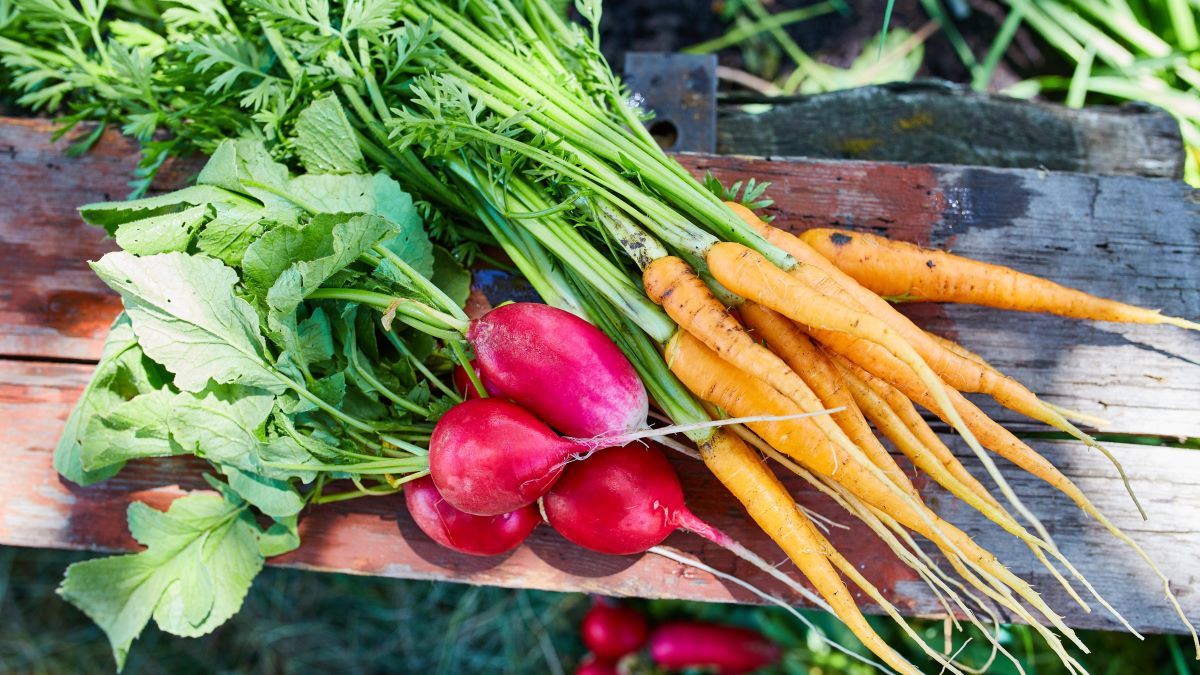 How To Maximize Your Vegetable Garden Harvest