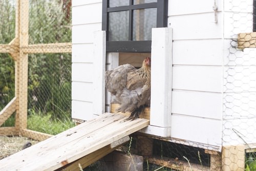 Go green: Build your own chicken coop