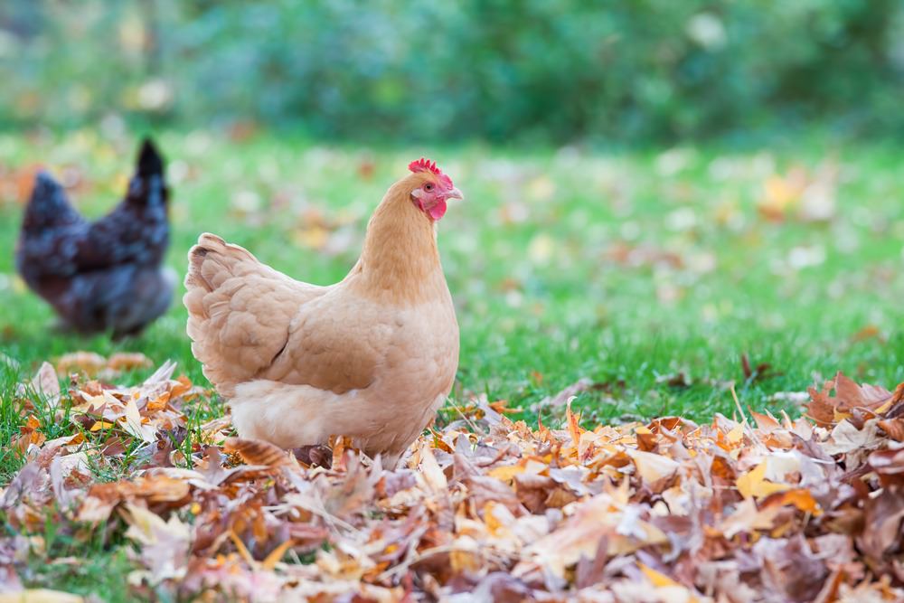 Backyard chickens help you go green