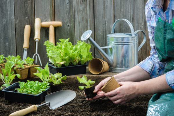 12 Water Savings Tips For Gardening