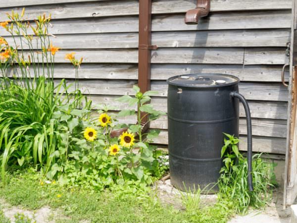 Rain barrel for rain collection for gardening 